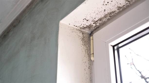 Best Commercial Mold Remediation in Frostburg, MD