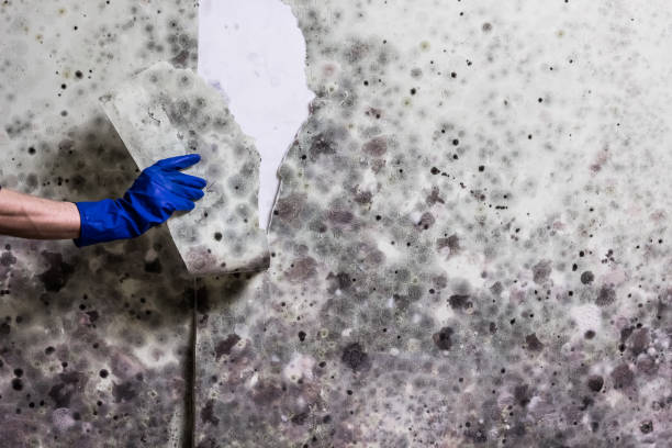Best White Mold Remediation in Frostburg, MD