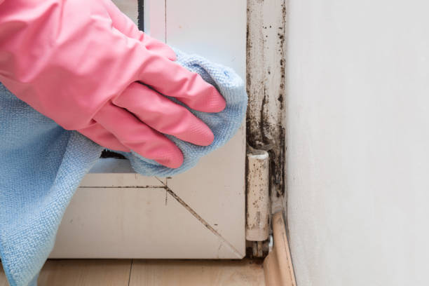 Reliable Frostburg, MD Mold Remediation Solutions